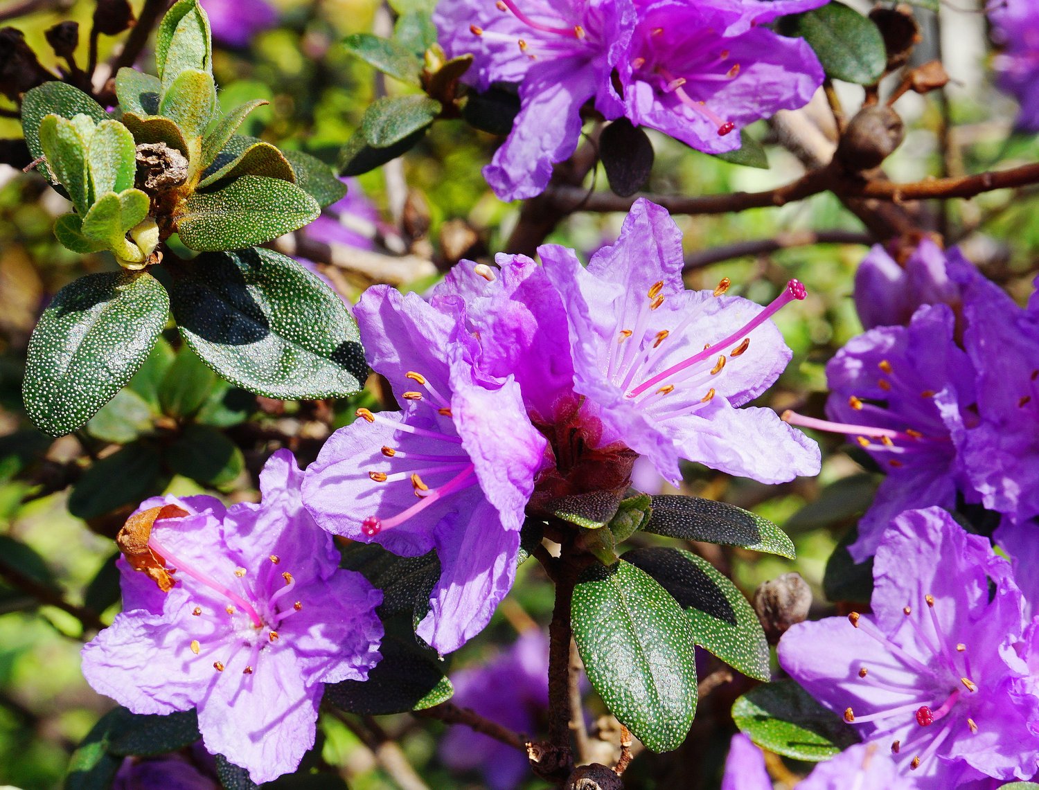 Rhododendron 'Ramapo', 20-25 cm