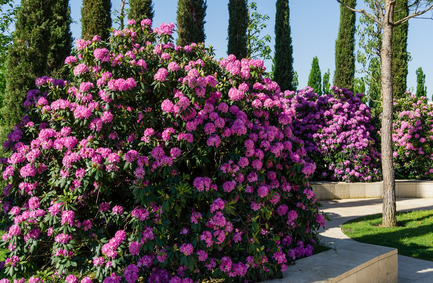Rhododendron 'Roseum Elegans', 30-40 cm