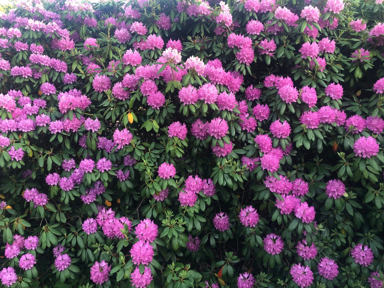 Rhododendron 'Roseum Elegans', 30-40 cm