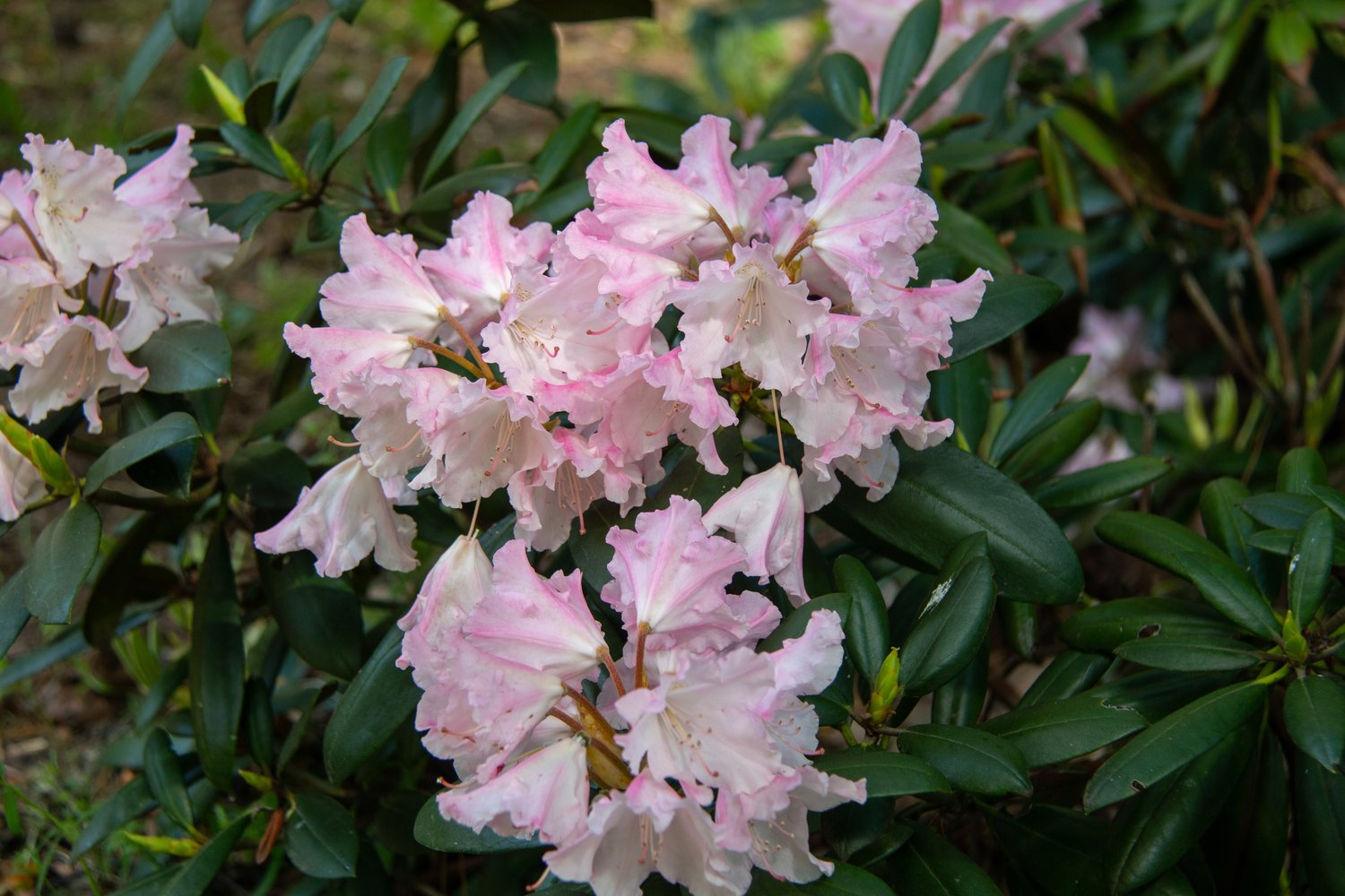 Rhododendron 'Silberwolke', 25-30 cm