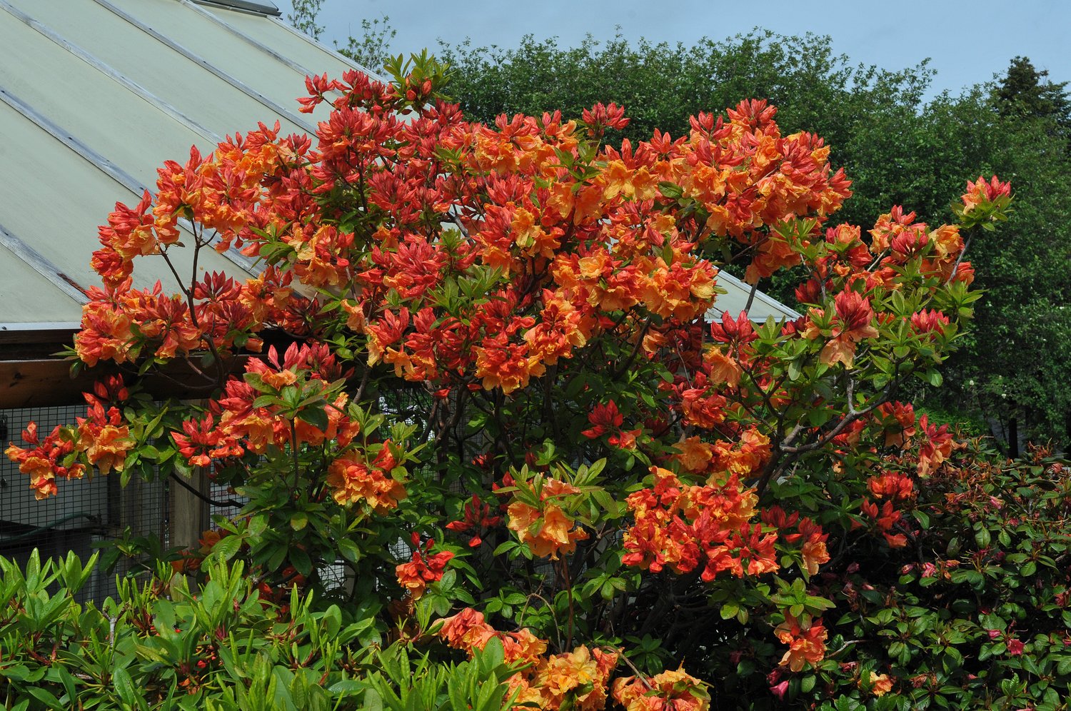 Rhododendron 'Gibraltar', 30-40 cm