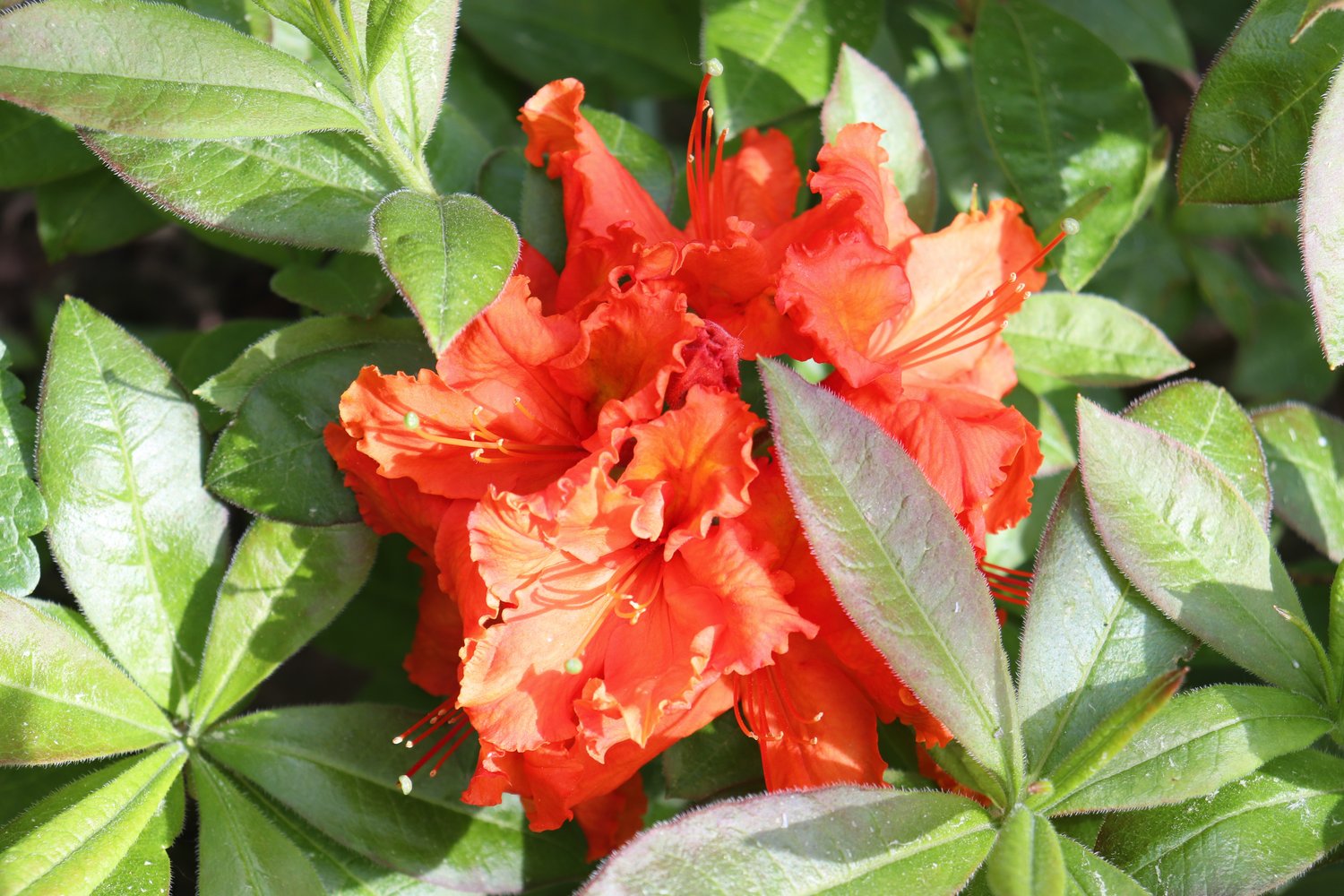 Rhododendron 'Gibraltar', 30-40 cm
