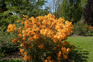 Rhododendron 'Klondyke', 30-40 cm