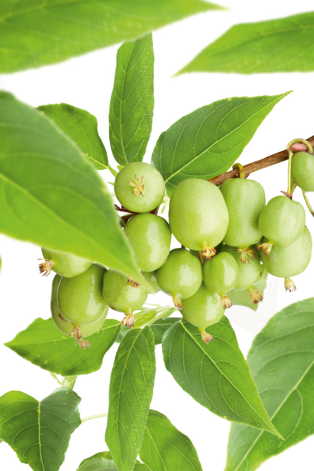 Actinidia 'Issai'