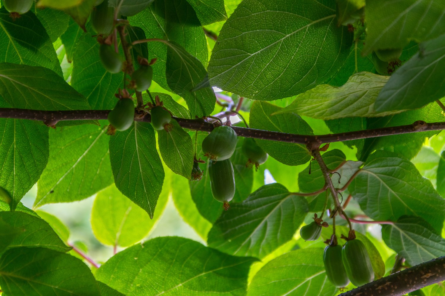 Actinidia 'Issai'
