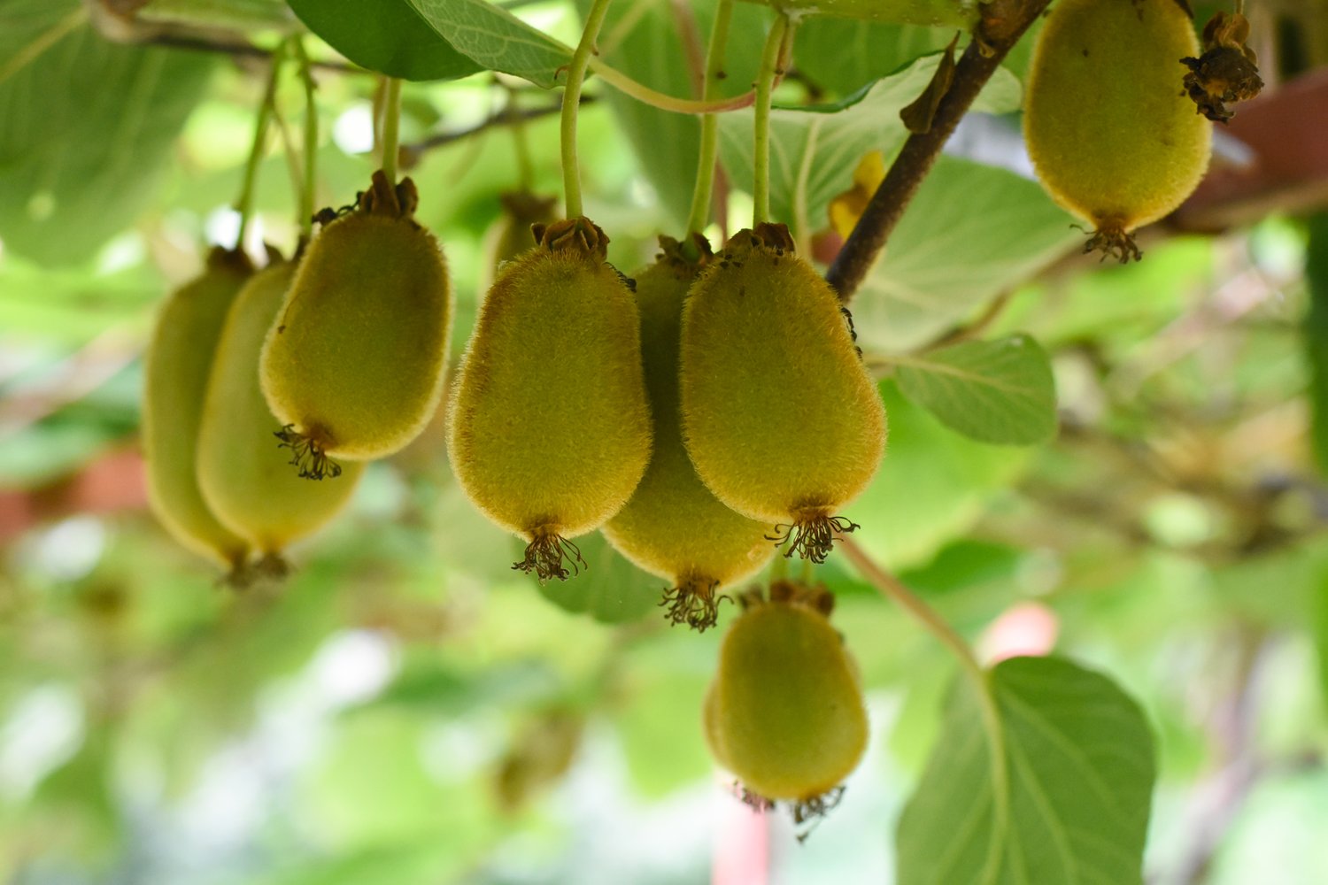 Actinidia 'Issai'