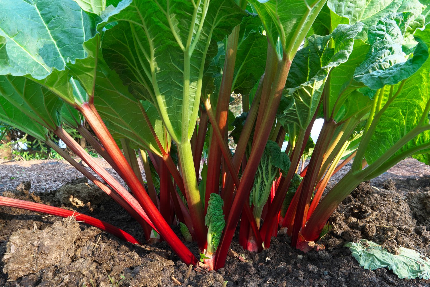 Rheum rhabarbarum "Red Champagne"