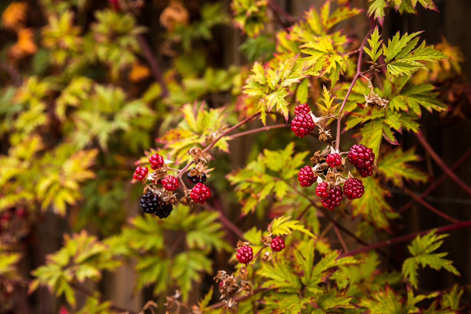 Rubus laciniatus 'Thornless Evergreen'