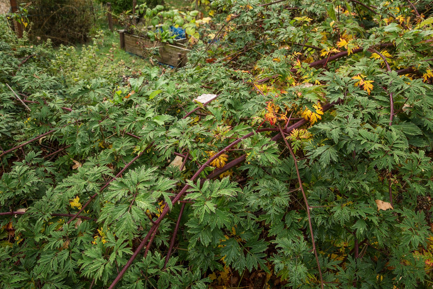Rubus laciniatus 'Thornless Evergreen'