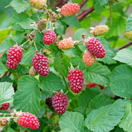 Rubus (Björnbärshallon) 'Tayberry'