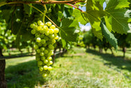 Vitis 'Dr Schmidtmanns Sockerdruva'