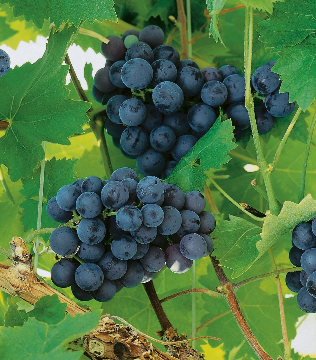 Vitis 'Nordica'