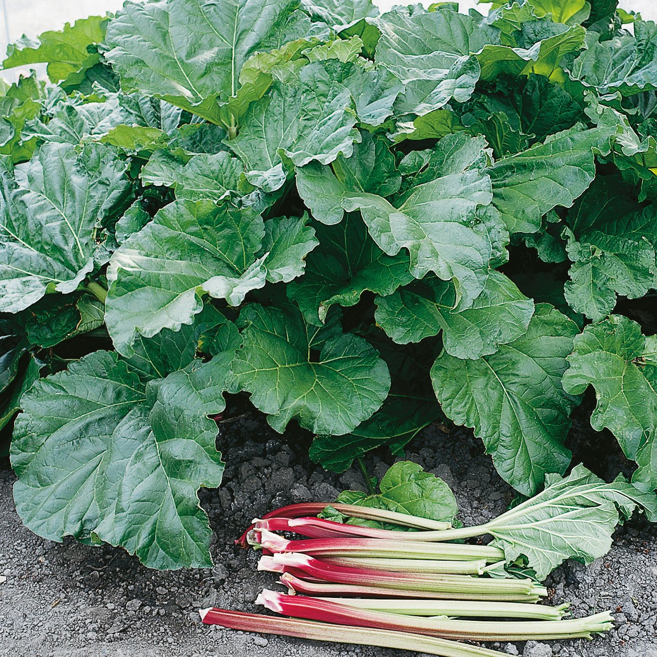 Rheum rhabarbarum 'Elmsblitz'
