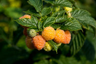 Rubus (Hösthallon) 'Allgold'