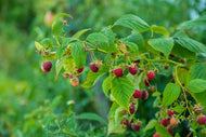 Rubus (Hösthallon) 'Ariadne'