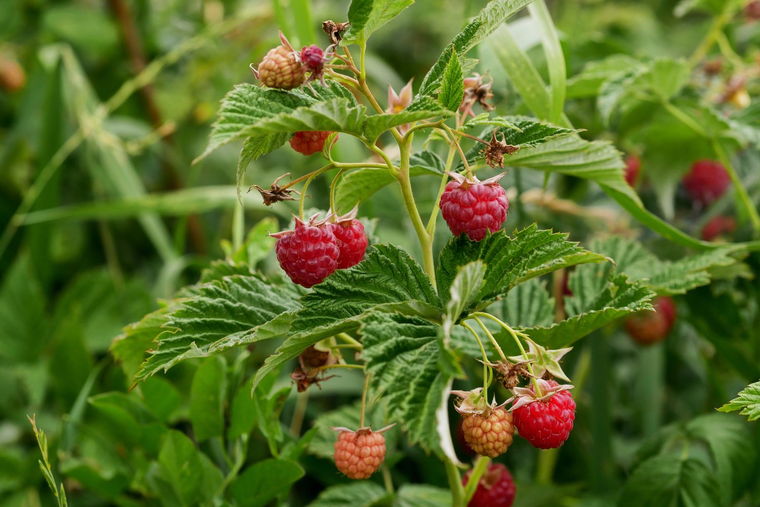Rubus (Hösthallon) 'Autumn Bliss'