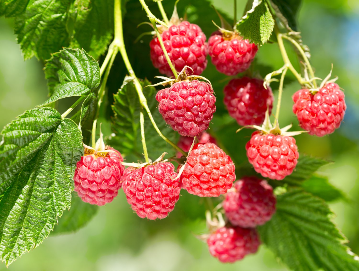 Rubus (Hallon) 'Glen Prosen'