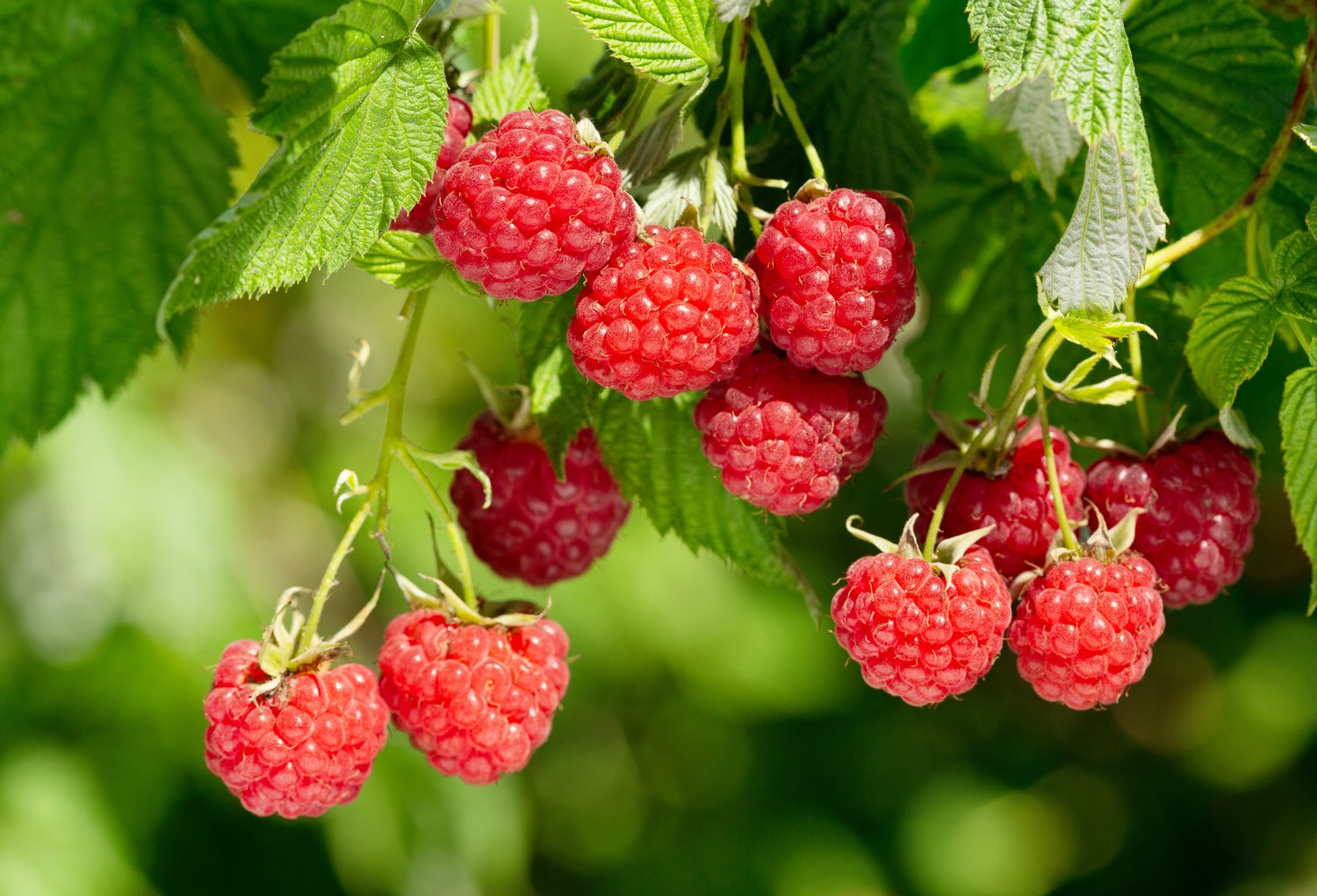 Rubus (Hallon) 'Heritage'