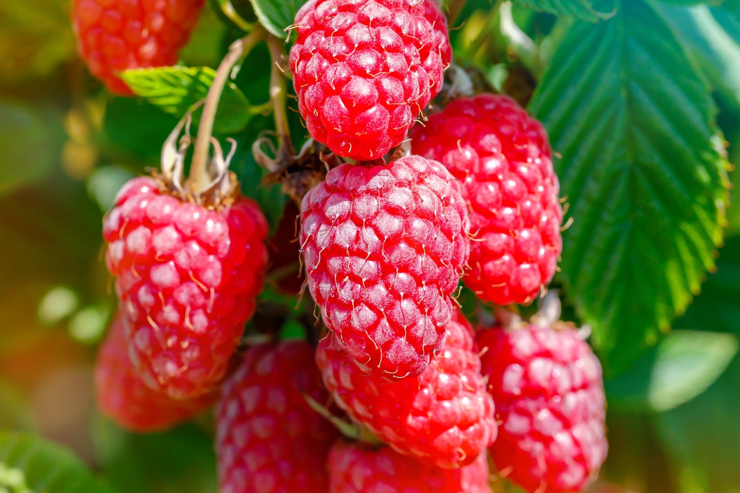 Rubus (Hallon) 'Malling Promise'