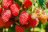 Rubus (Hallon) 'Preussen'