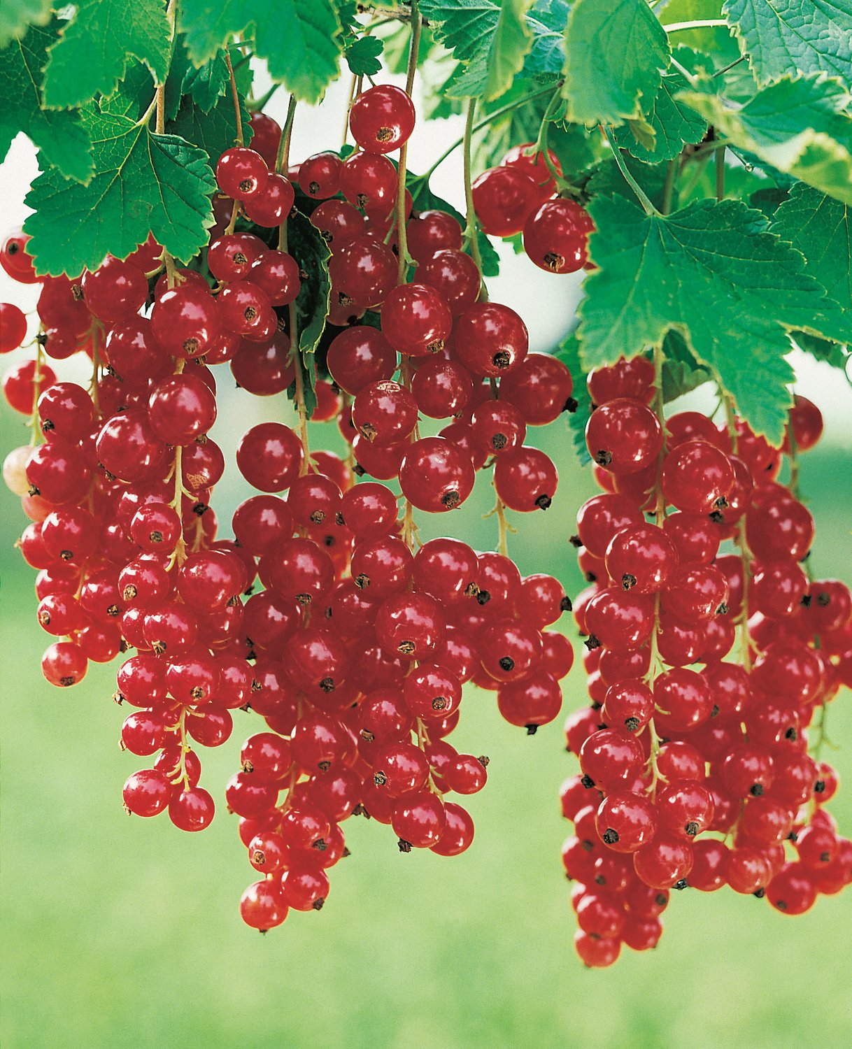 Ribes Röda Holländska ('Rote Holländische'), STAM