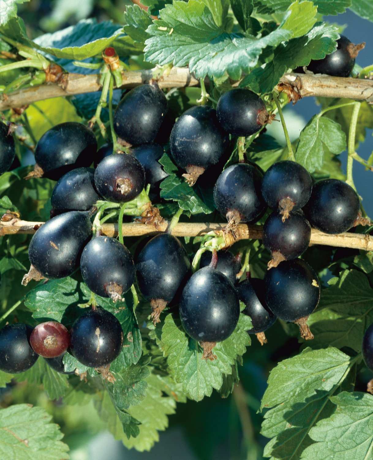 Ribes (Krusvinbär) 'Josta'
