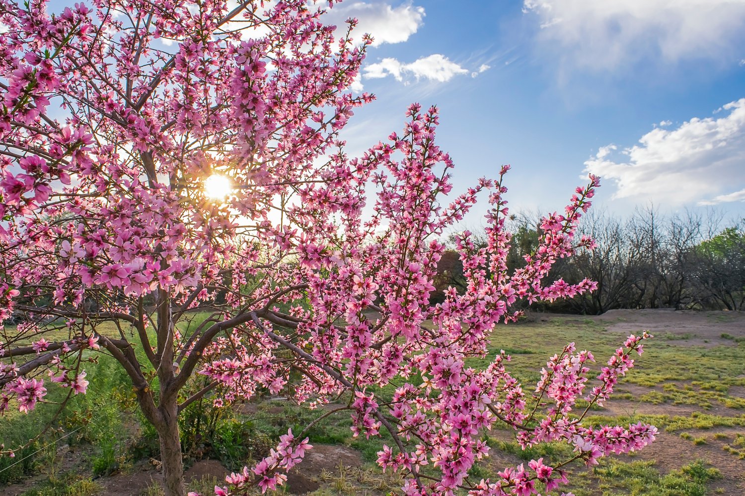 Prunus persica 'Saturn', (persika)