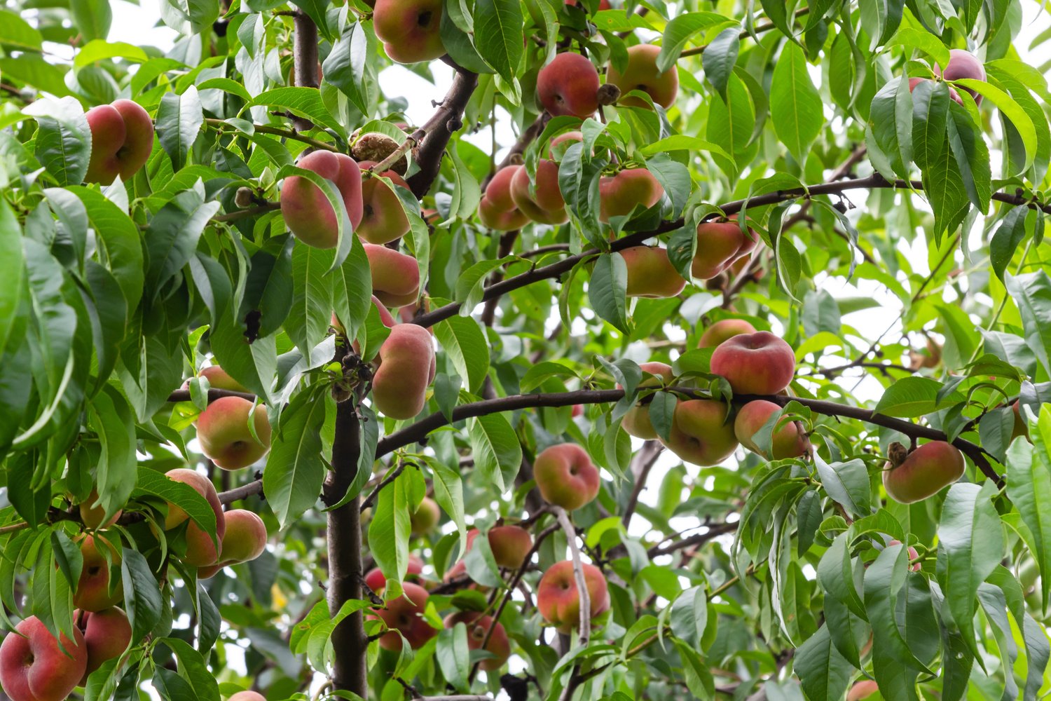 Prunus persica 'Saturn', (persika)