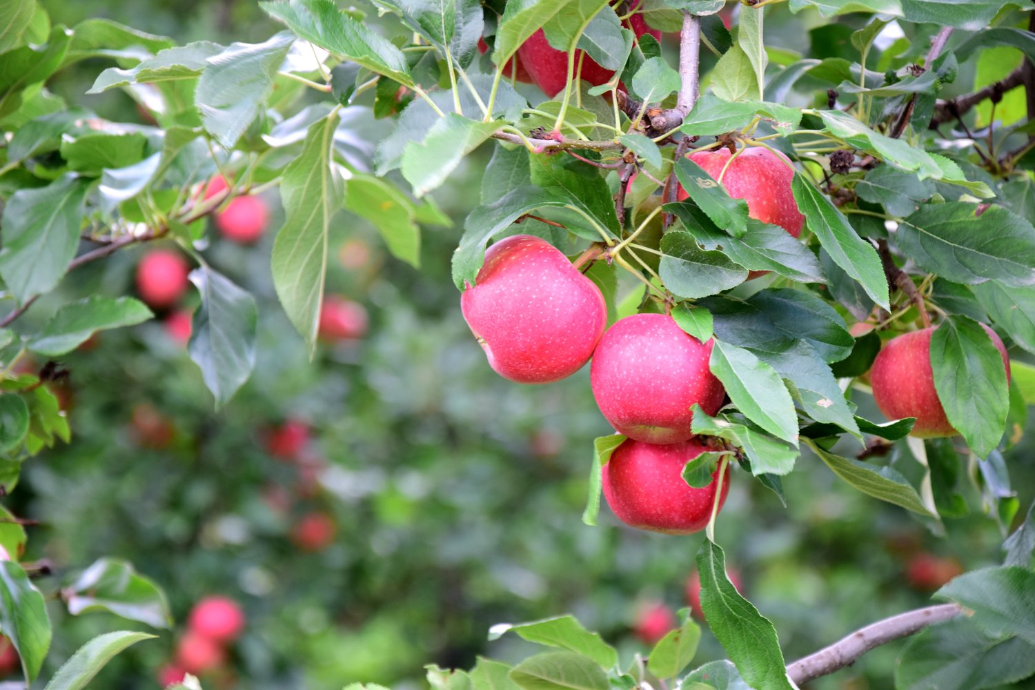 Malus domestica AGNES® E, B9, (äpple svagväxande), inkl. uppbindnings kit
