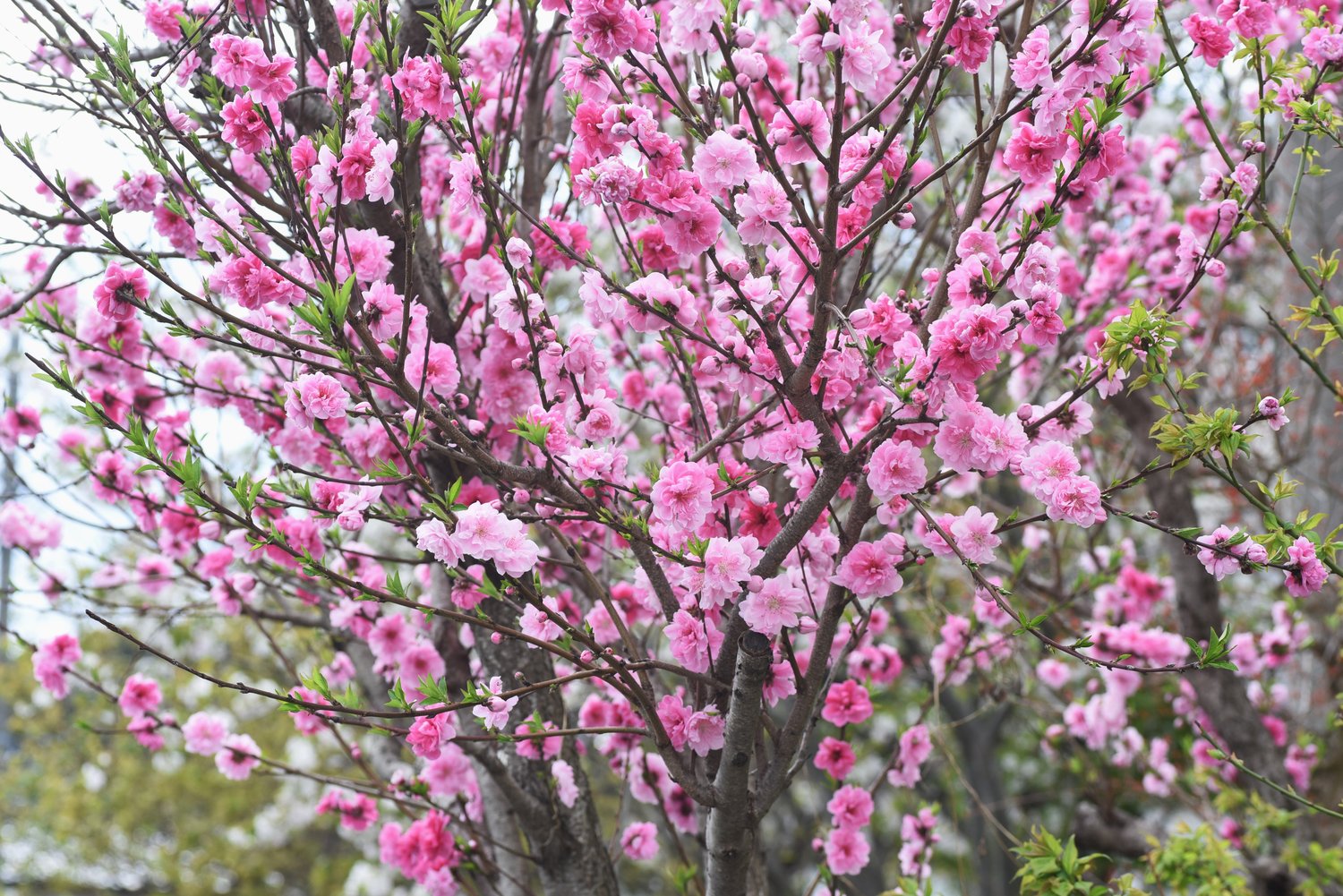 Prunus persica 'Frost', (persika)