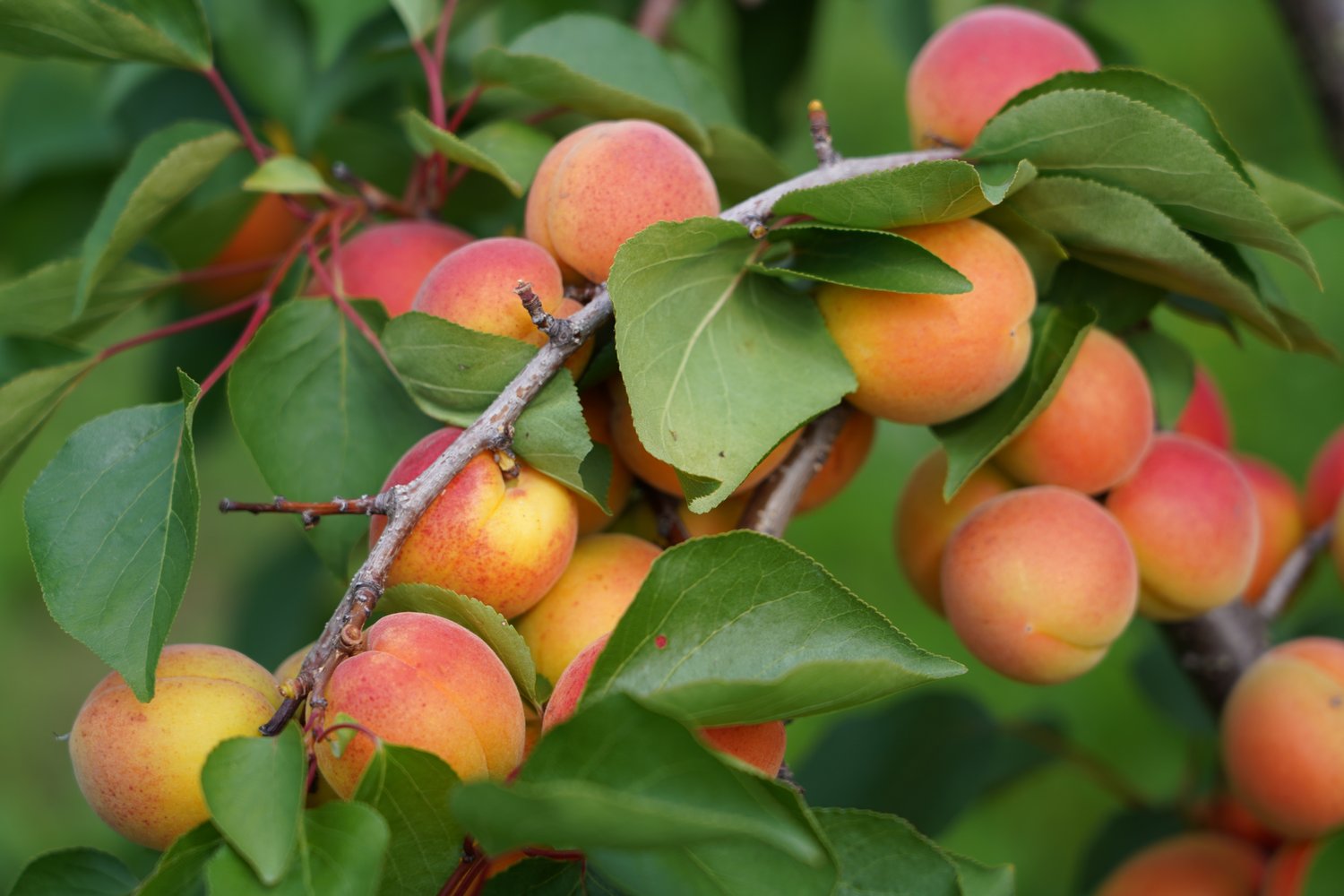 Prunus armeniaca NANCY, (aprikos)