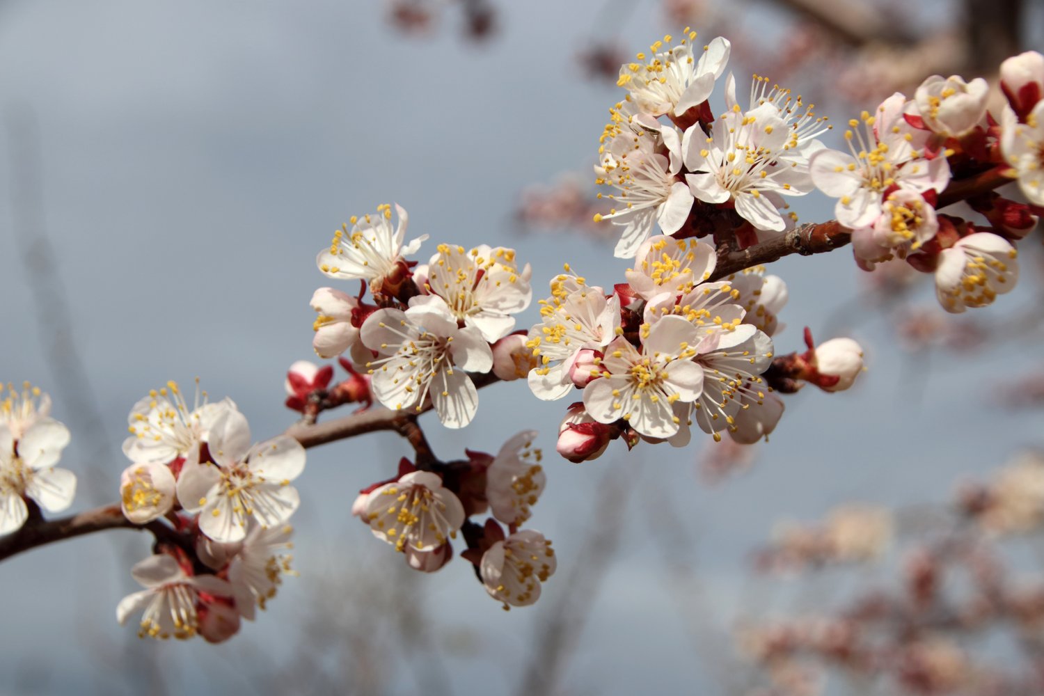 Prunus armeniaca NANCY, (aprikos)