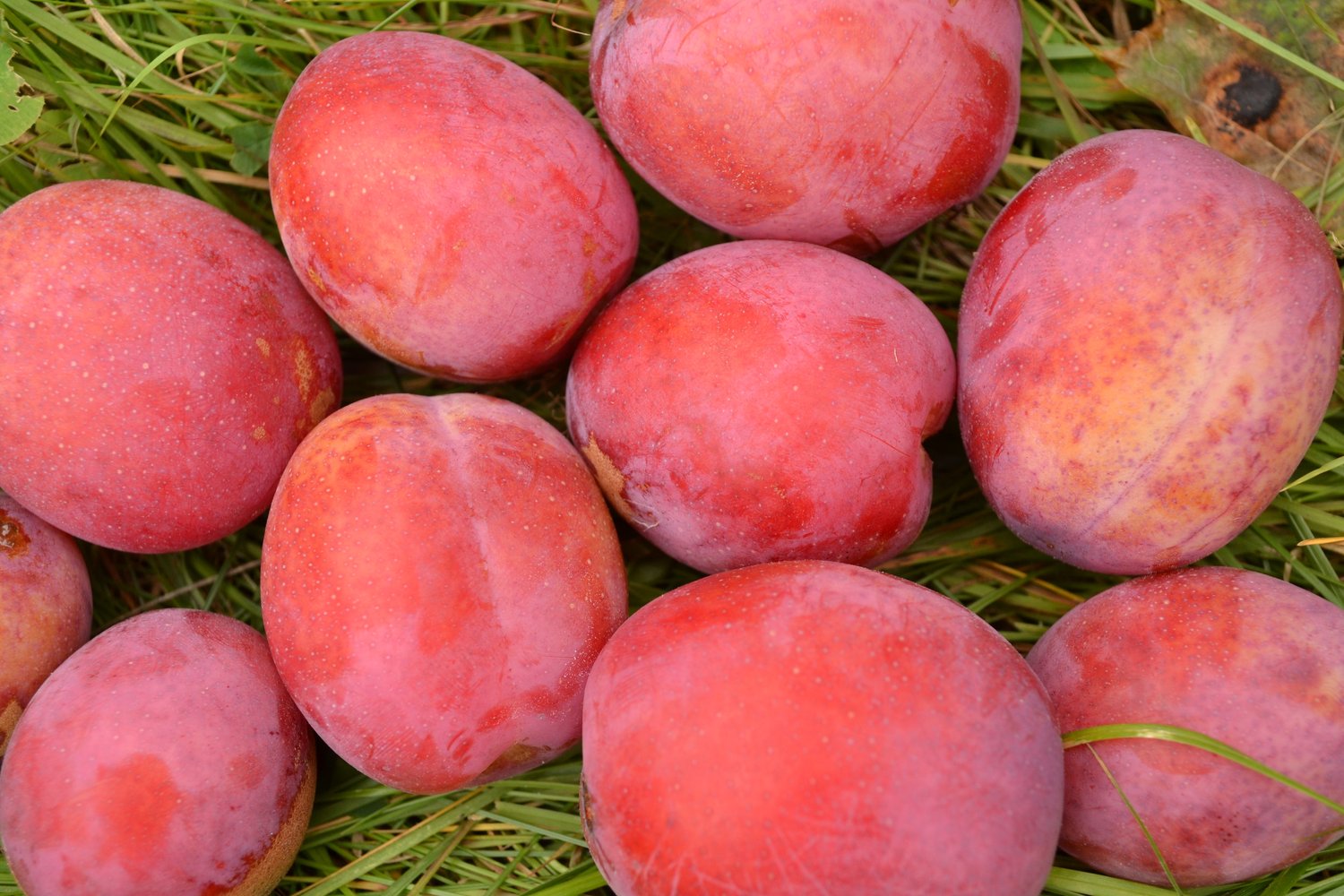 Prunus domestica 'Victoria' Pixy, (plommon svagväxande), inkl. uppbindnings kit