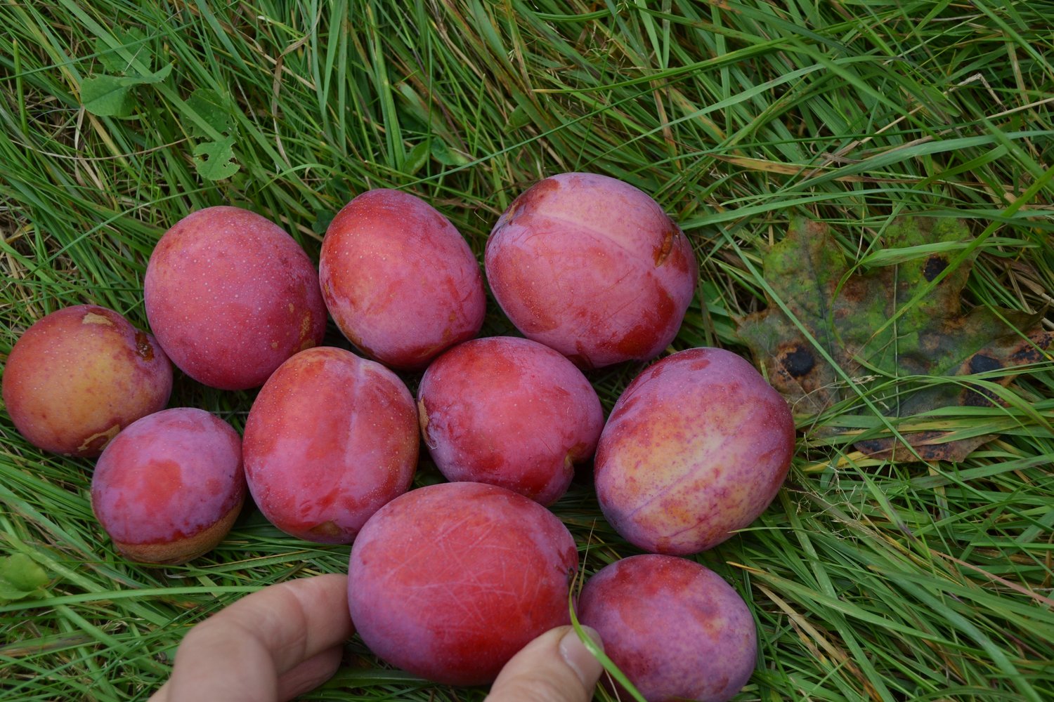 Prunus domestica 'Victoria' Pixy, (plommon svagväxande), inkl. uppbindnings kit