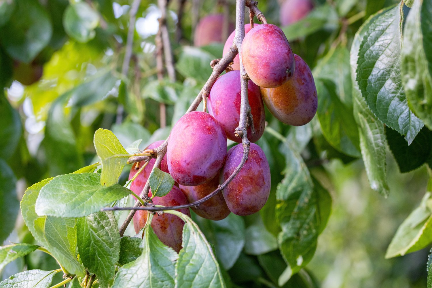Prunus domestica 'Victoria' Pixy, (plommon svagväxande), inkl. uppbindnings kit
