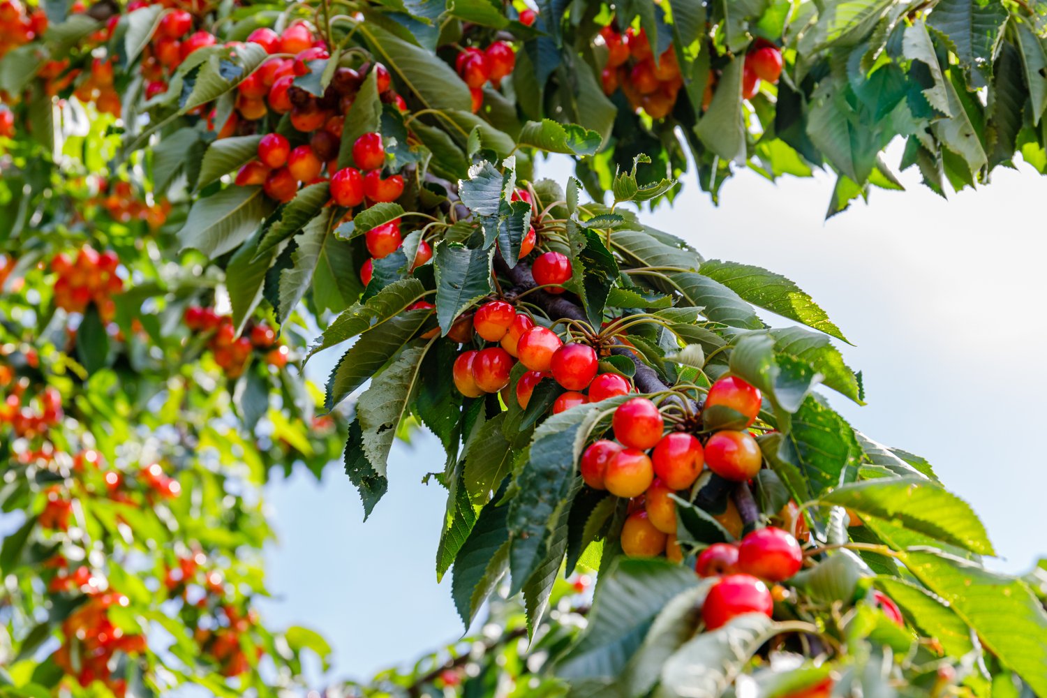 Prunus avium 'Merton Glory' E, GiSelA, (körsbär svagväxande), inkl. uppbindnings kit
