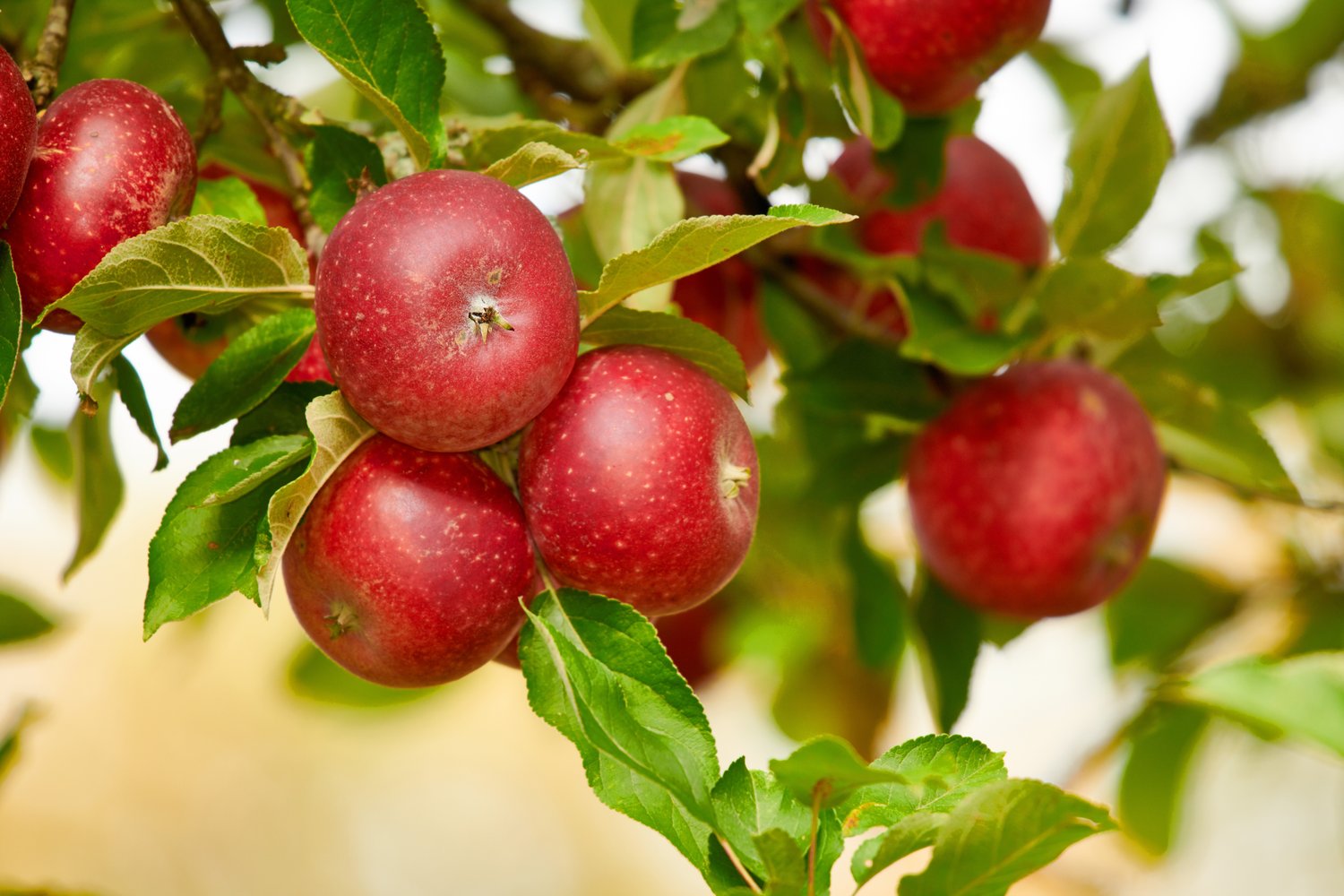 Malus domestica 'Aroma' E, B9, (äpple svagväxande), inkl. uppbindnings kit