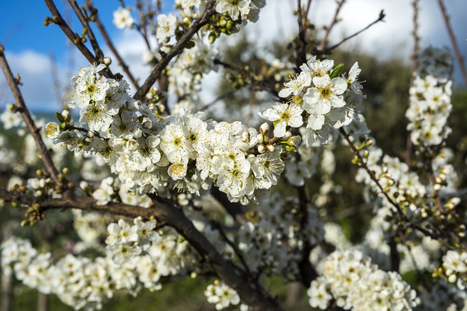 Familjeträd plommon (Prunus domestica), inkl. uppbindnings kit