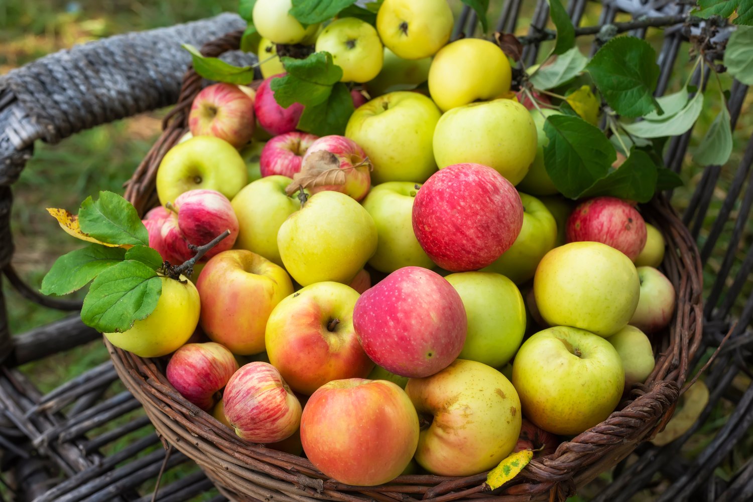 Familjeträd äpple Zon 1-4 (Malus domestica), inkl. uppbindnings kit
