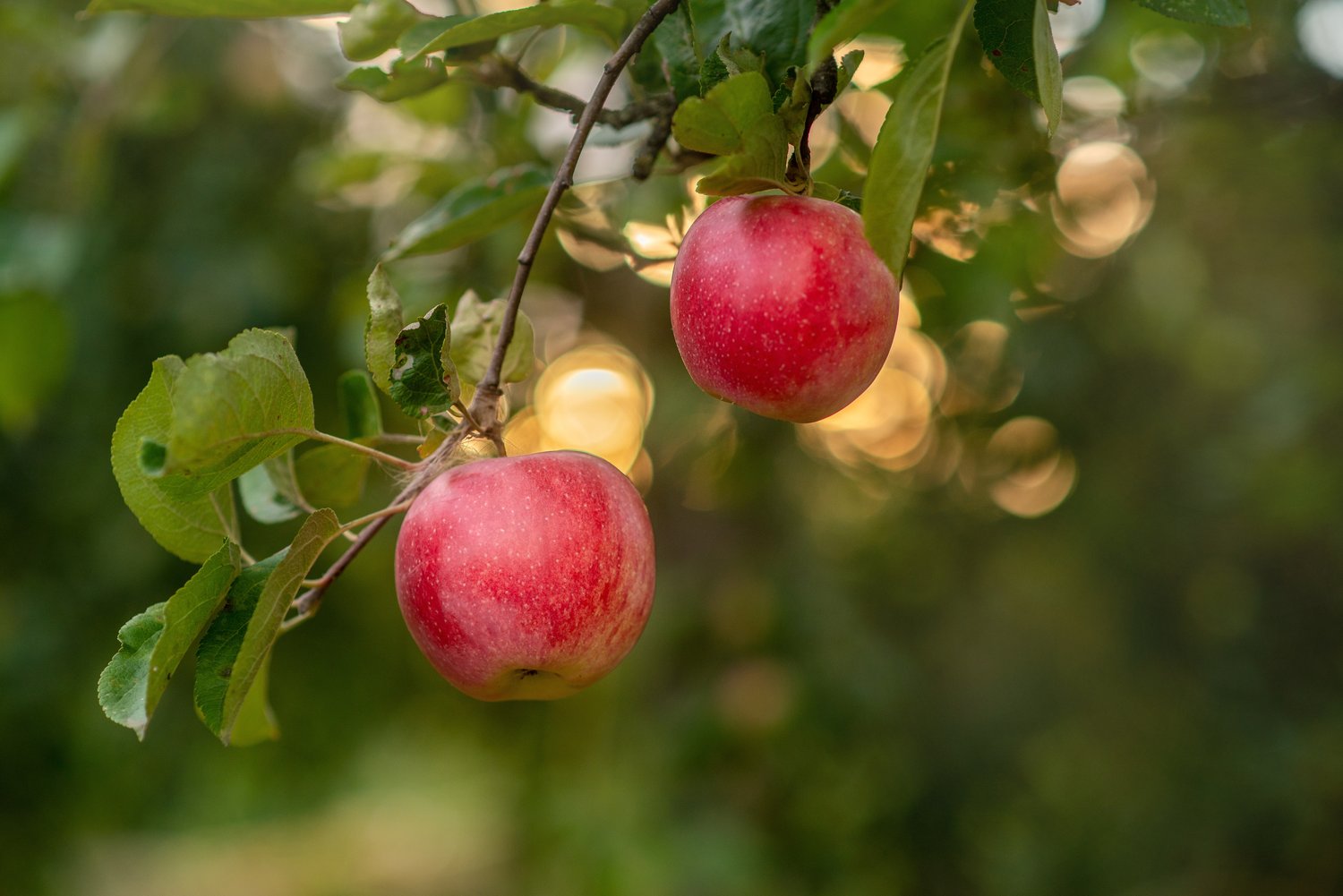Malus domestica 'Alice', (äpple)