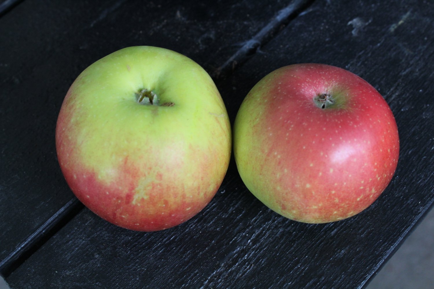 Malus domestica 'Aroma' E, (äpple)