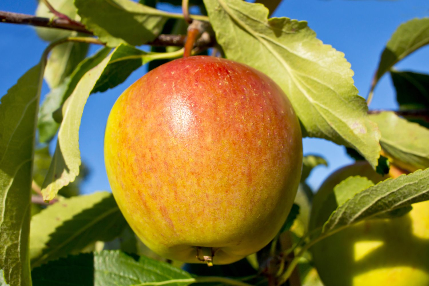 Malus domestica 'Cox's Pomona', (äpple)