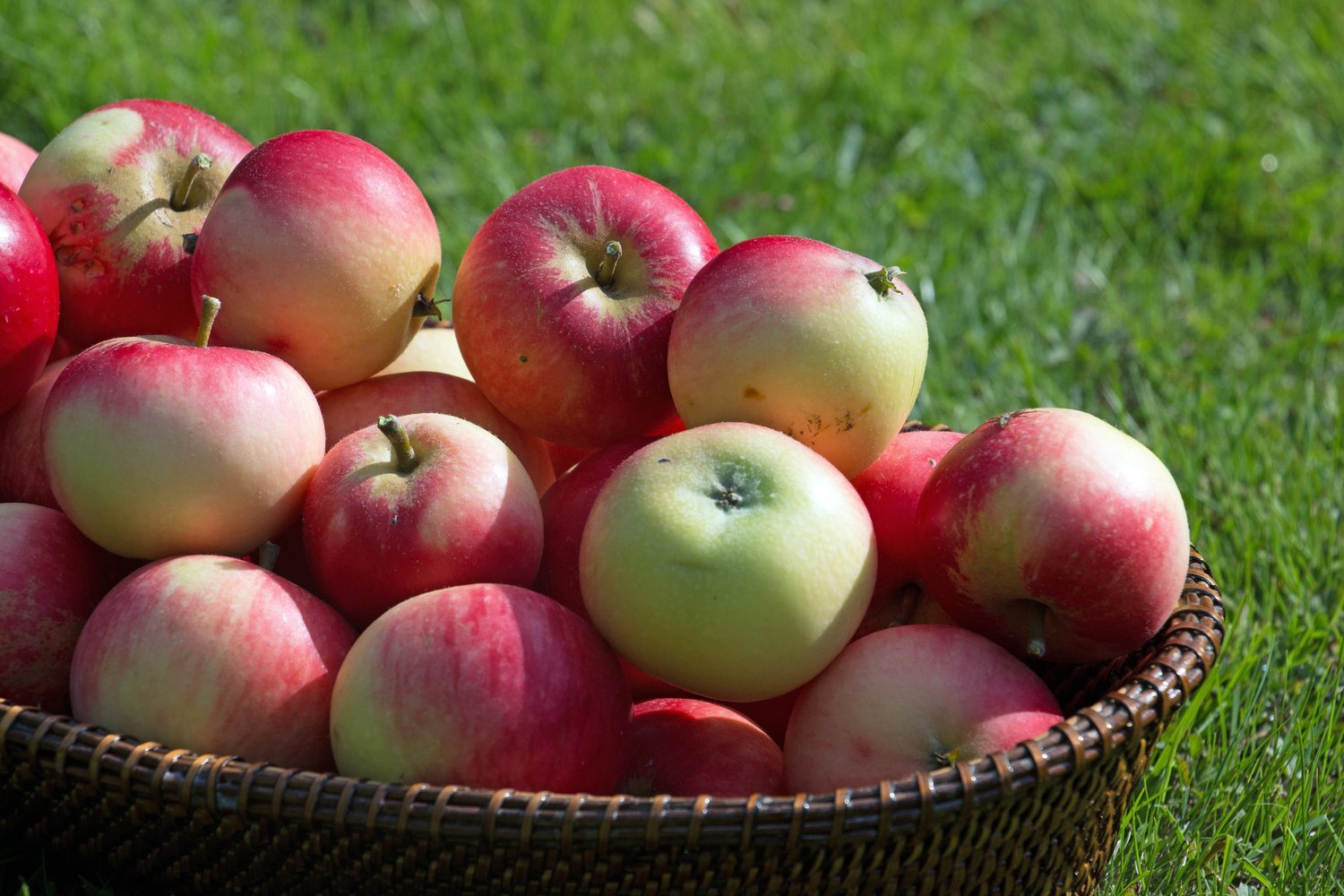 Malus domestica 'Discovery' E, (äpple)