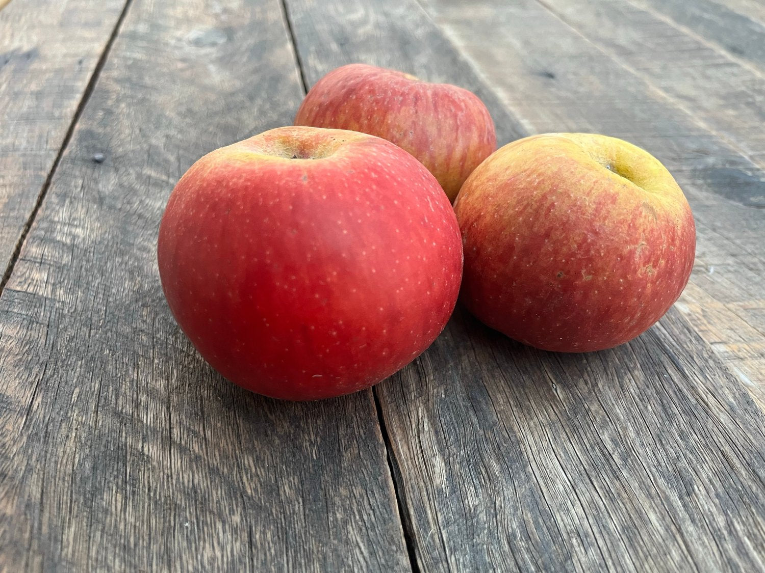 Malus domestica 'Gravensteiner', (äpple)