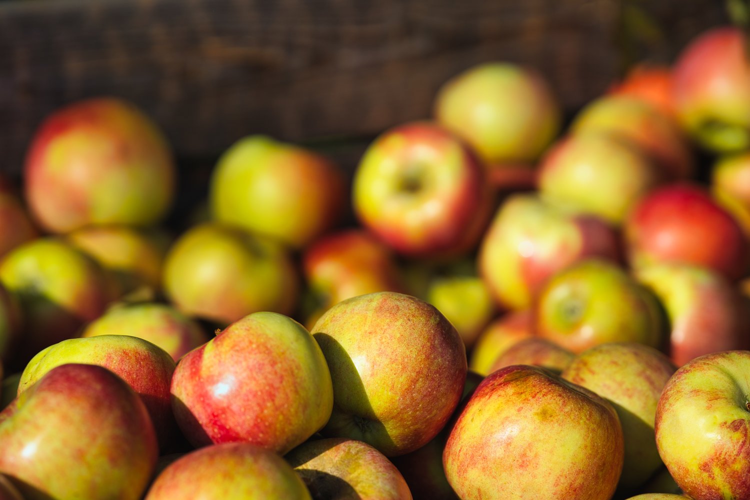 Malus domestica 'James Grieve' E, (äpple), inkl. uppbindnings kit