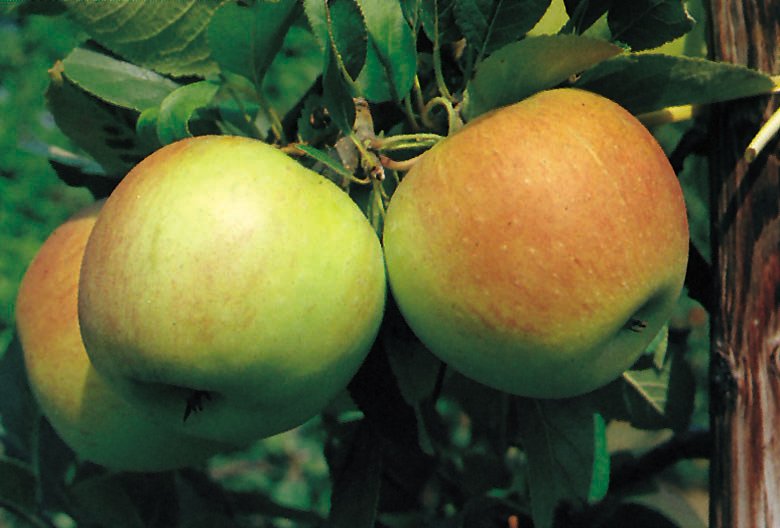Malus domestica 'James Grieve' E, (äpple), inkl. uppbindnings kit
