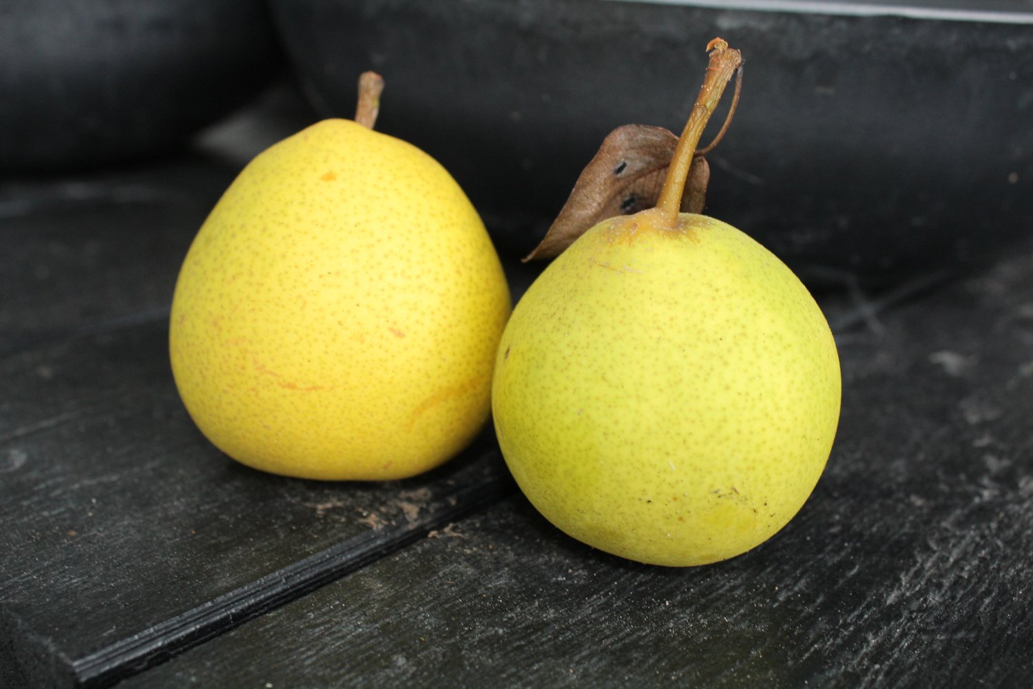 Pyrus communis 'Clara Frijs' E, (päron)