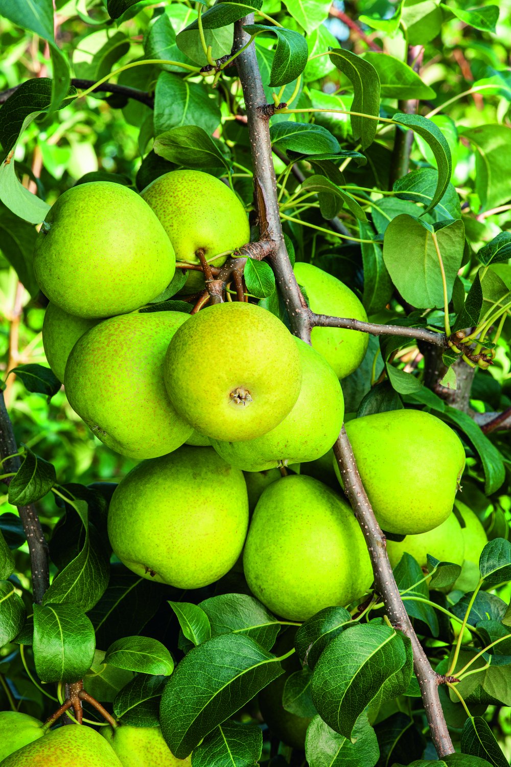 Pyrus communis 'Clara Frijs' E, (päron)