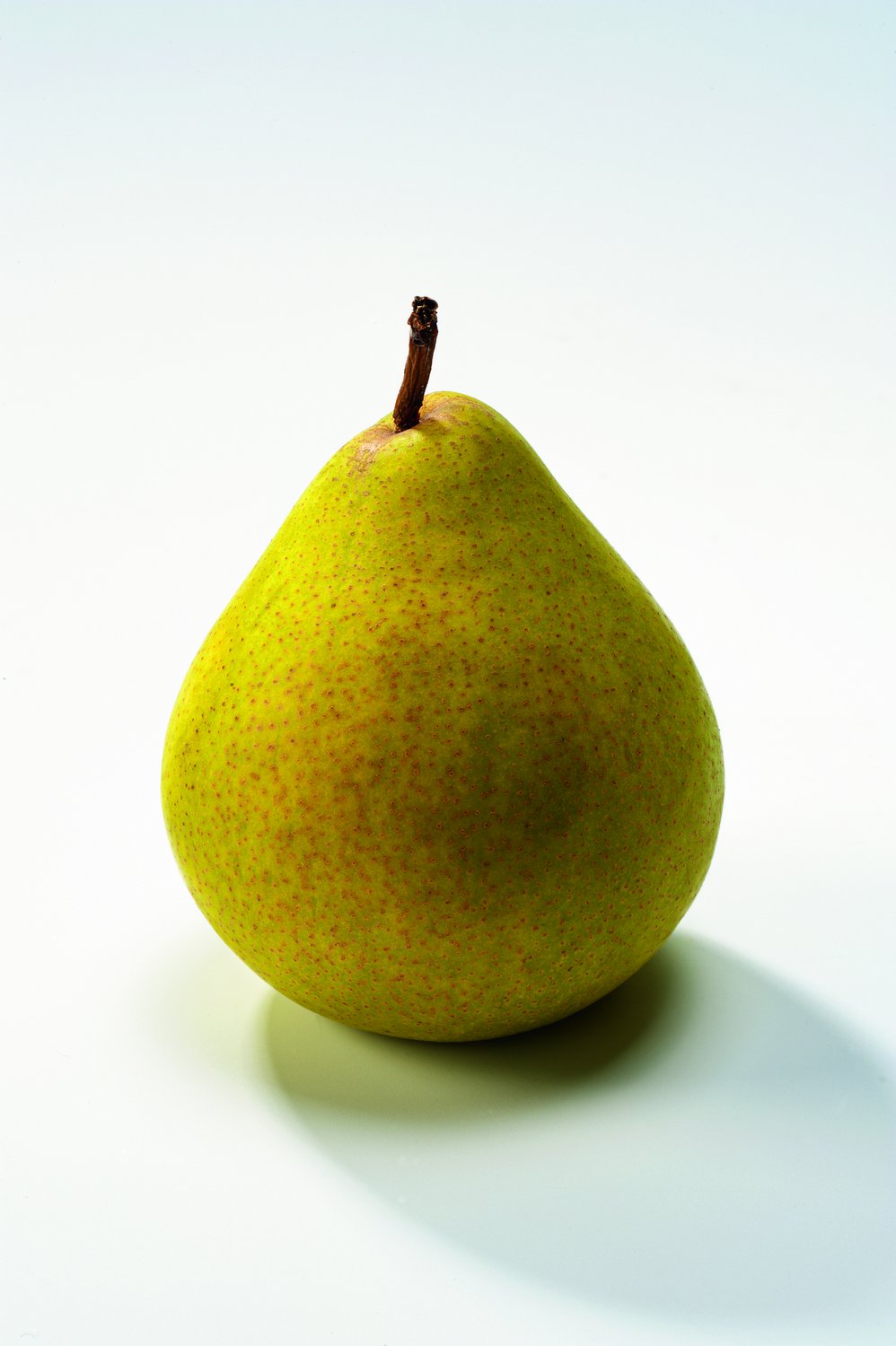 Pyrus communis 'Clara Frijs' E, (päron)