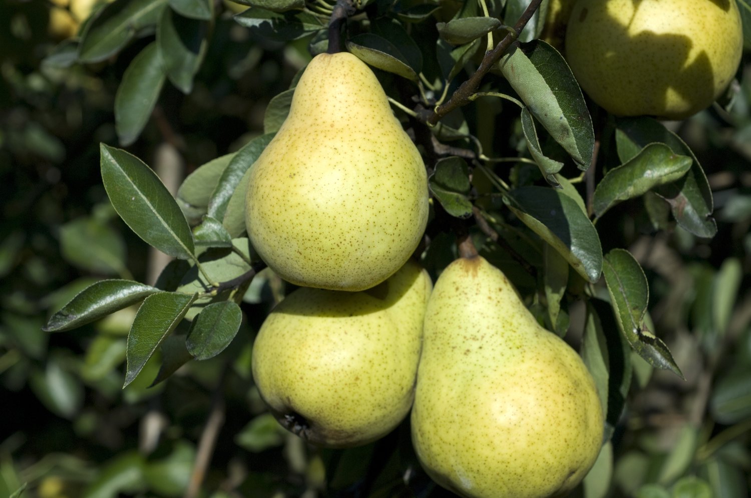 Pyrus communis MOLTKE, (päron)